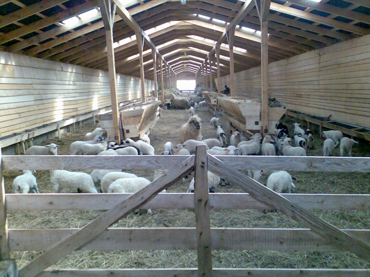 Lambs