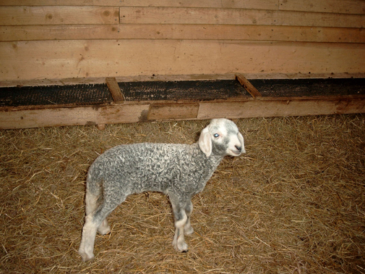 Karakul lamb skin